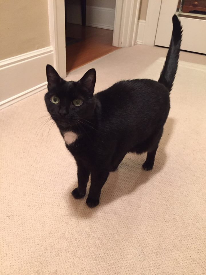 Whitney Keyes Cat